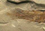 Early Coelacanth Fossil - Bear Gulch #6535-1